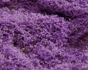 Faller Premium Violet Flower Meadow Mat