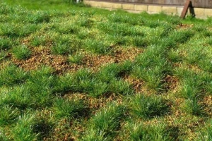 Model Scene Steppe Green Grass Mat – Early Summer