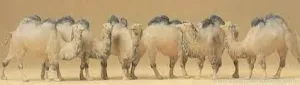 Preiser Camels HO
